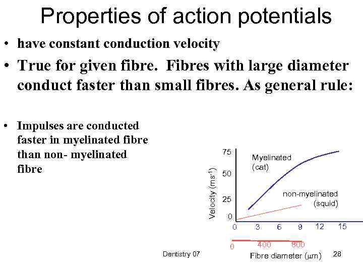 Properties of action potentials • have constant conduction velocity • True for given fibre.