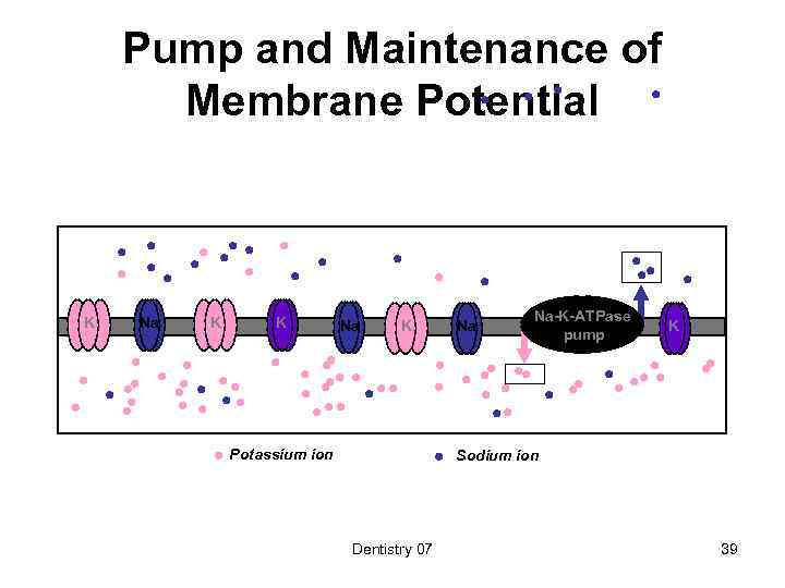 Pump and Maintenance of Membrane Potential K Na K Potassium ion Na Na-K-ATPase pump