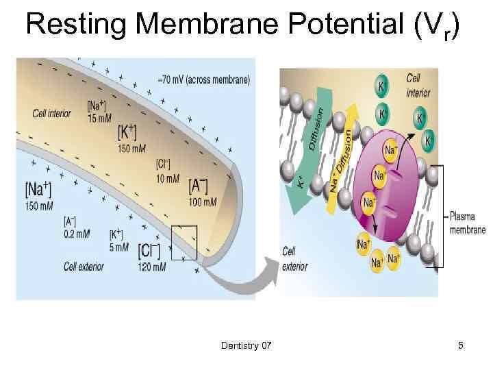 Resting Membrane Potential (Vr) Dentistry 07 5 
