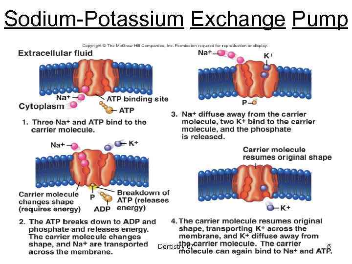Sodium-Potassium Exchange Pump Dentistry 07 6 