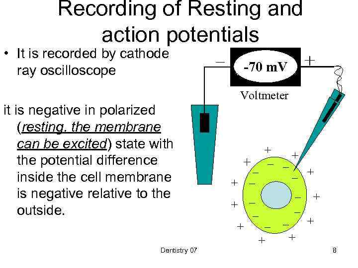 Recording of Resting and action potentials • It is recorded by cathode ray oscilloscope
