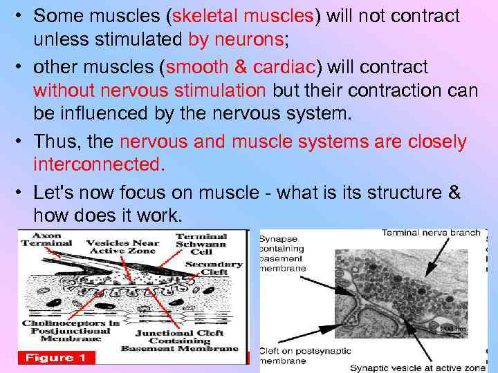  • Some muscles (skeletal muscles) will not contract unless stimulated by neurons; •