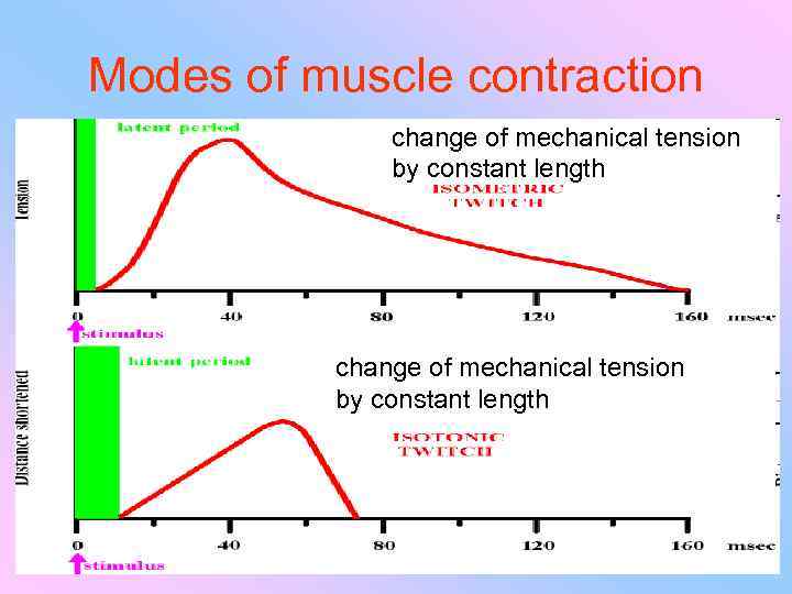 Modes of muscle contraction change of mechanical tension by constant length 