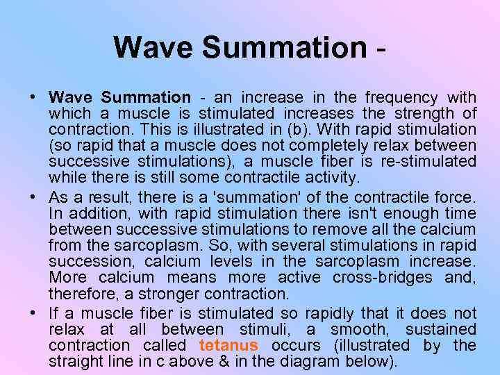 Wave Summation • Wave Summation - an increase in the frequency with which a