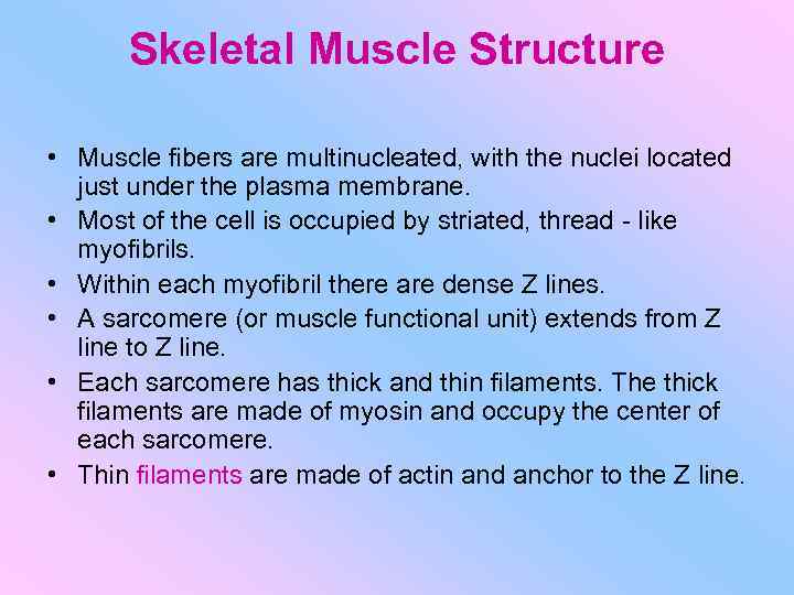 Skeletal Muscle Structure • Muscle fibers are multinucleated, with the nuclei located just under