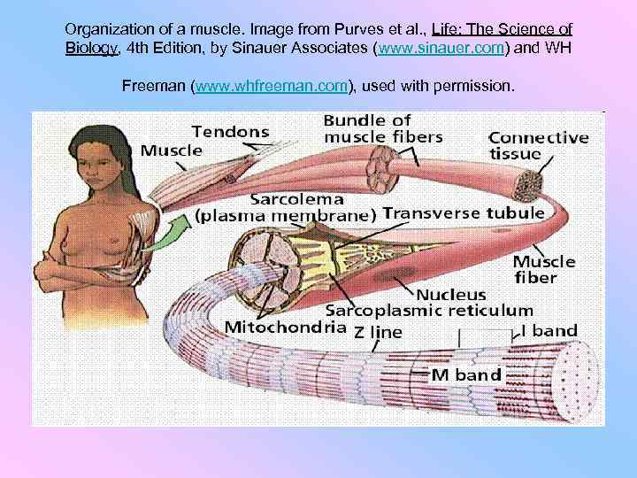 Organization of a muscle. Image from Purves et al. , Life: The Science of