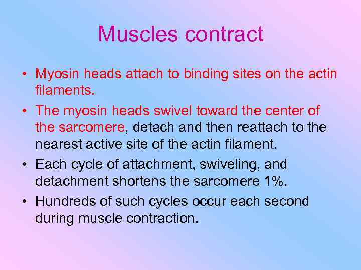 Muscles contract • Myosin heads attach to binding sites on the actin filaments. •