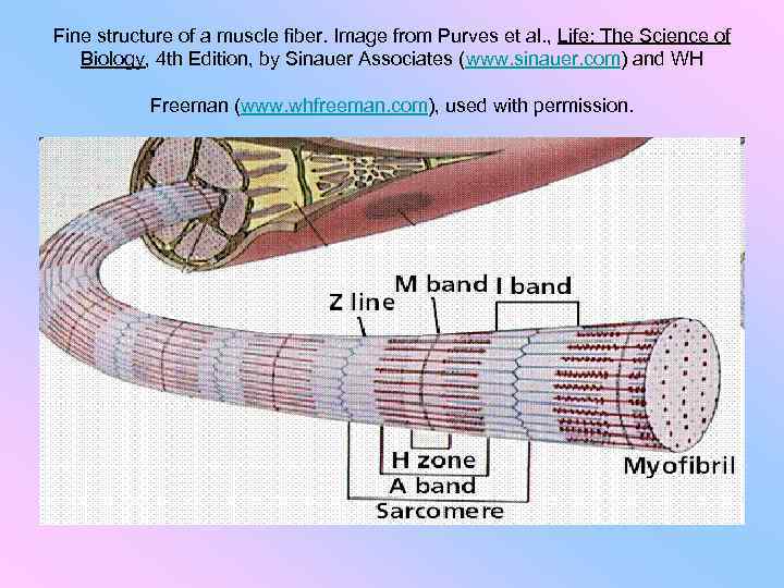 Fine structure of a muscle fiber. Image from Purves et al. , Life: The