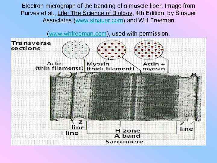 Electron micrograph of the banding of a muscle fiber. Image from Purves et al.