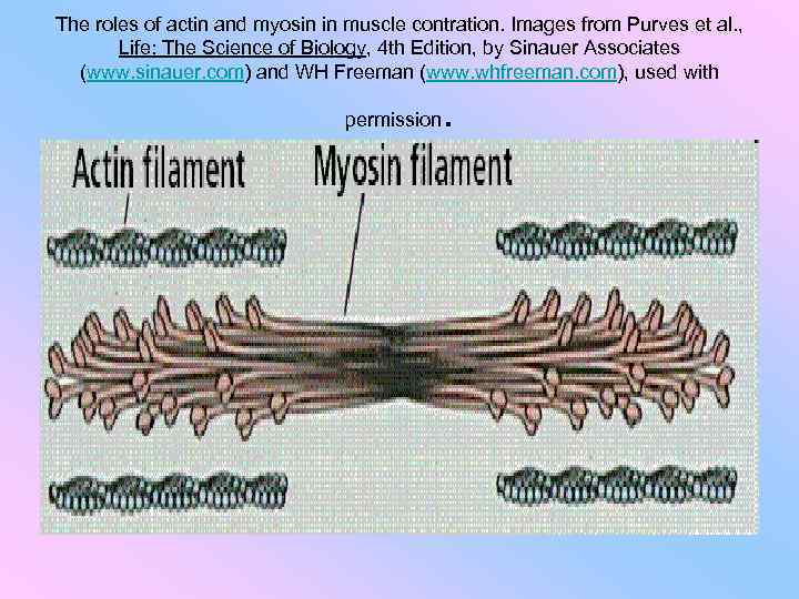 The roles of actin and myosin in muscle contration. Images from Purves et al.