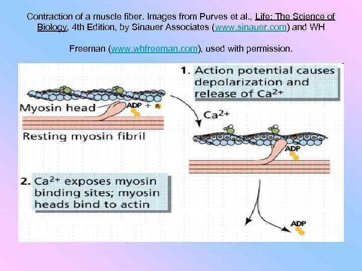 Contraction of a muscle fiber. Images from Purves et al. , Life: The Science