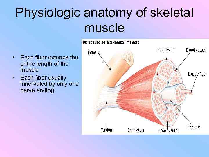 Physiologic anatomy of skeletal muscle • Each fiber extends the entire length of the