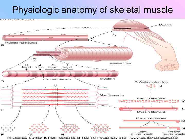 Physiologic anatomy of skeletal muscle 