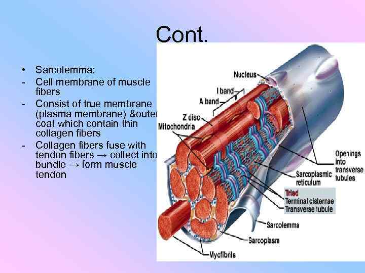 Cont. • Sarcolemma: - Cell membrane of muscle fibers - Consist of true membrane