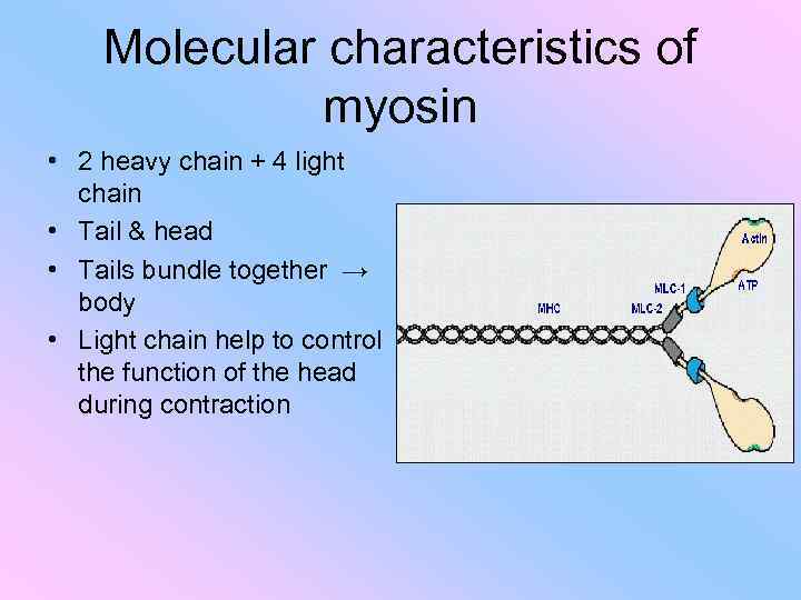 Molecular characteristics of myosin • 2 heavy chain + 4 light chain • Tail