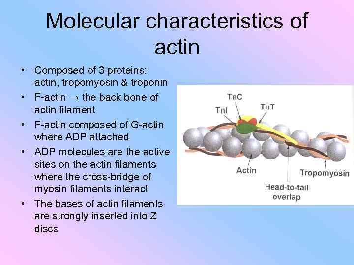 Molecular characteristics of actin • Composed of 3 proteins: actin, tropomyosin & troponin •