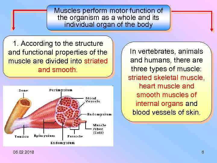 Muscles perform motor function of the organism as a whole and its individual organ