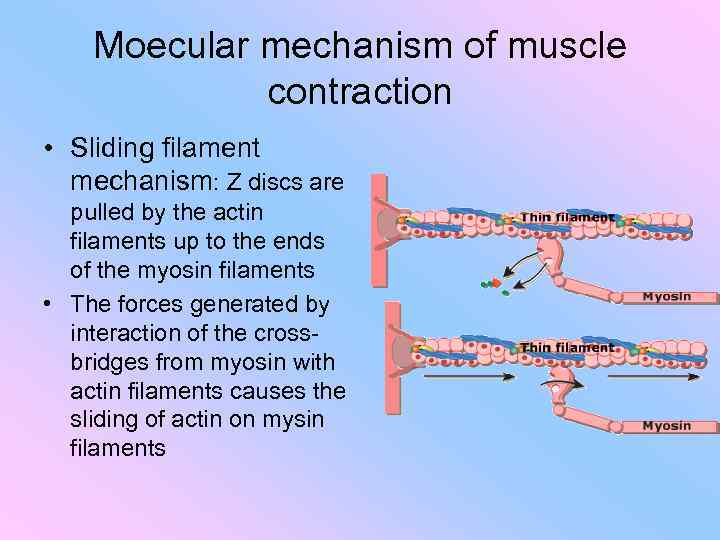 Moecular mechanism of muscle contraction • Sliding filament mechanism: Z discs are pulled by