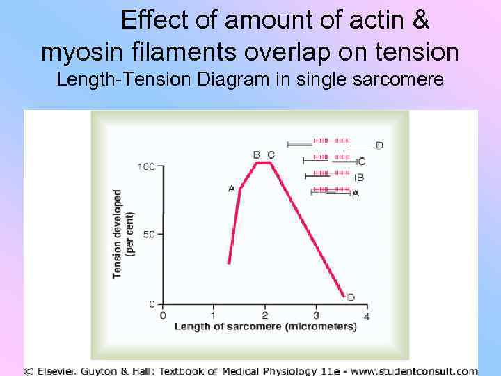 Effect of amount of actin & myosin filaments overlap on tension Length-Tension Diagram in