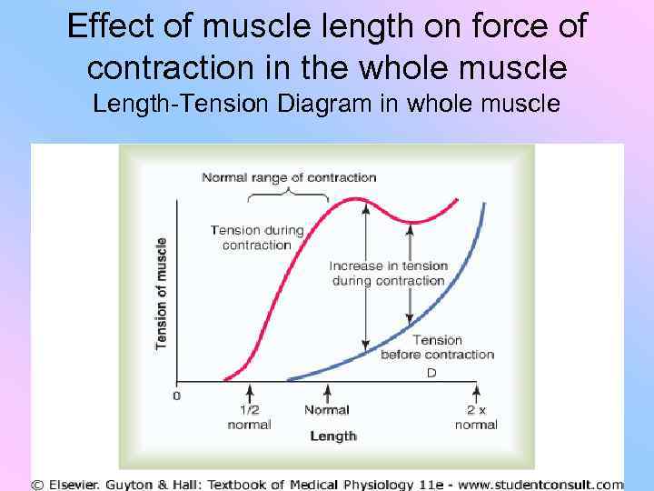 Effect of muscle length on force of contraction in the whole muscle Length-Tension Diagram