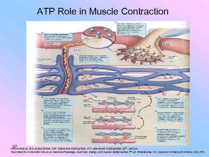 ATP Role in Muscle Contraction 87 Abbreviations: Ach, acetylcholine; ADP, adenosine diphosphate; ATP, adenosine