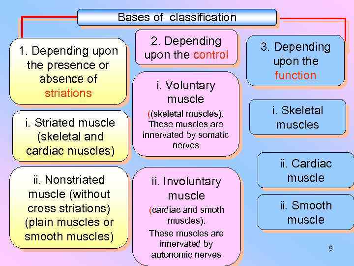 Bases of classification 1. Depending upon the presence or absence of striations i. Striated