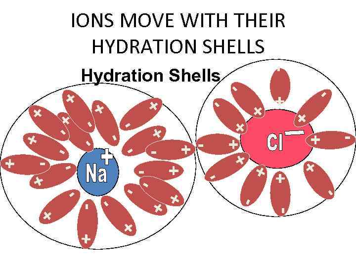 IONS MOVE WITH THEIR HYDRATION SHELLS - - + + - - +- +