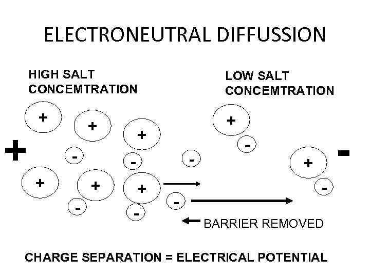 ELECTRONEUTRAL DIFFUSSION HIGH SALT CONCEMTRATION + + + - + - LOW SALT CONCEMTRATION