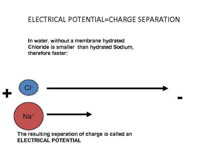 ELECTRICAL POTENTIAL=CHARGE SEPARATION In water, without a membrane hydrated Chloride is smaller than hydrated