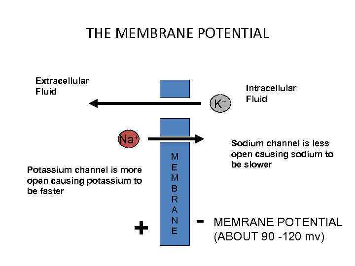 THE MEMBRANE POTENTIAL Extracellular Fluid K+ Na+ Potassium channel is more open causing potassium