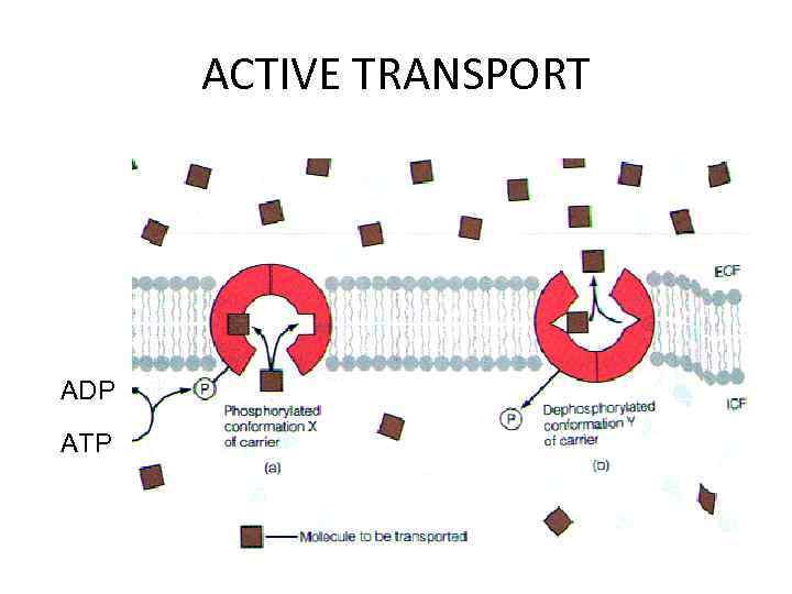 ACTIVE TRANSPORT ADP ATP 