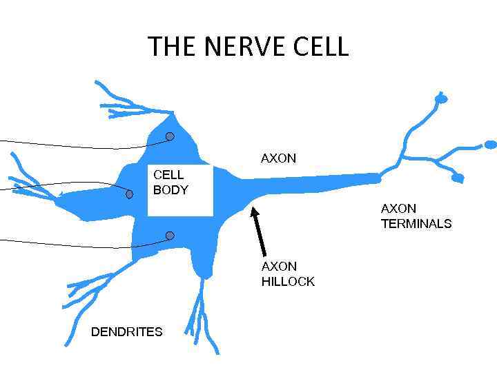 THE NERVE CELL AXON CELL BODY AXON TERMINALS AXON HILLOCK DENDRITES 