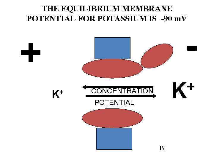THE EQUILIBRIUM MEMBRANE POTENTIAL FOR POTASSIUM IS -90 m. V - + K+ +
