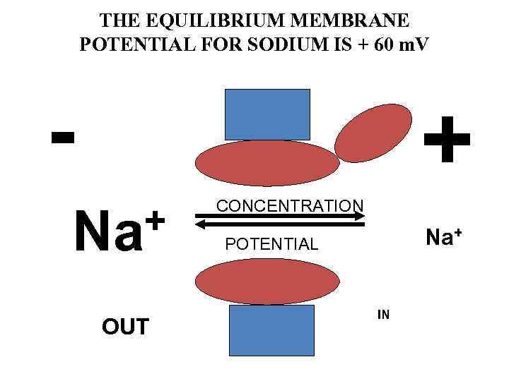 THE EQUILIBRIUM MEMBRANE POTENTIAL FOR SODIUM IS + 60 m. V - + +