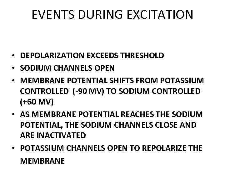 EVENTS DURING EXCITATION • DEPOLARIZATION EXCEEDS THRESHOLD • SODIUM CHANNELS OPEN • MEMBRANE POTENTIAL
