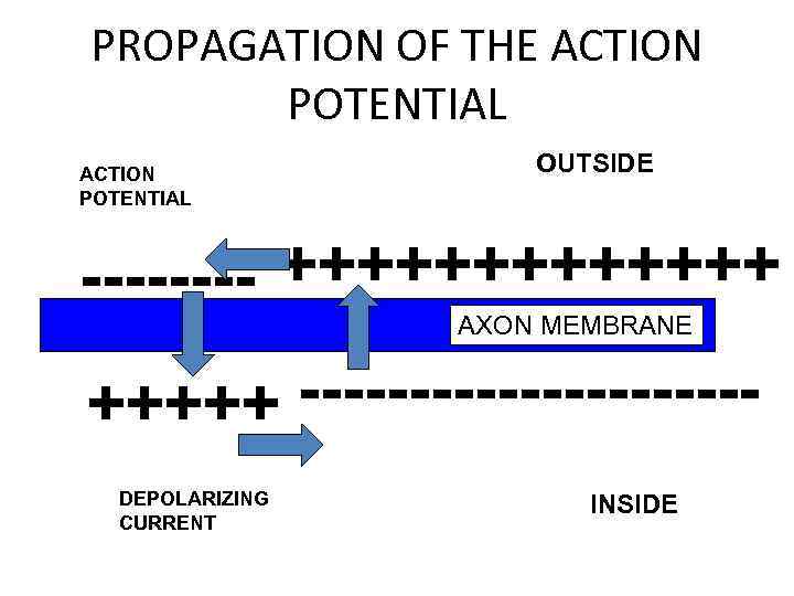 PROPAGATION OF THE ACTION POTENTIAL OUTSIDE ---- +++++++ AXON MEMBRANE +++++ ----------DEPOLARIZING CURRENT INSIDE