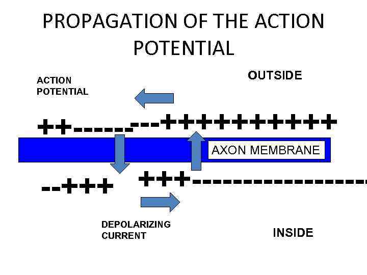 PROPAGATION OF THE ACTION POTENTIAL OUTSIDE ACTION POTENTIAL ++-----+++++ AXON MEMBRANE --+++ +++---------DEPOLARIZING CURRENT