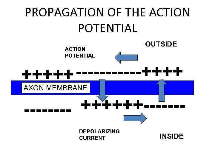 PROPAGATION OF THE ACTION POTENTIAL OUTSIDE +++++ ------++++ AXON MEMBRANE ---- ++++++------DEPOLARIZING CURRENT INSIDE