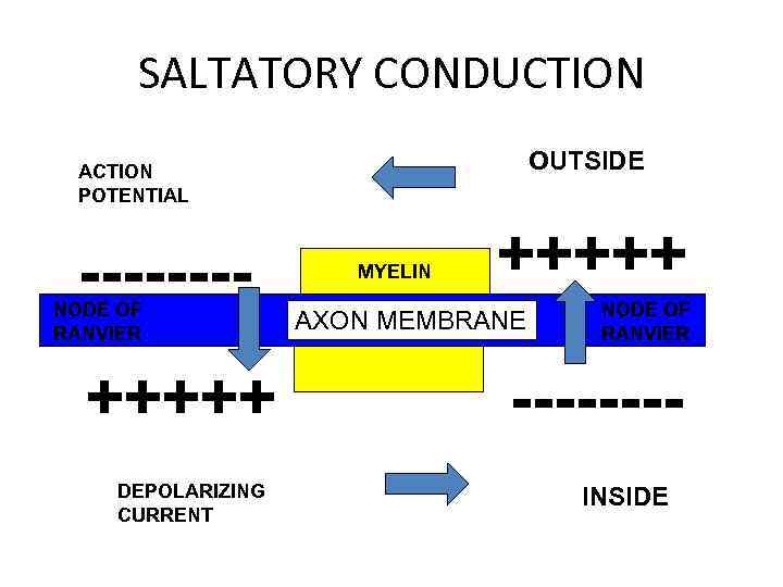 SALTATORY CONDUCTION OUTSIDE ACTION POTENTIAL ---- NODE OF RANVIER +++++ DEPOLARIZING CURRENT MYELIN +++++