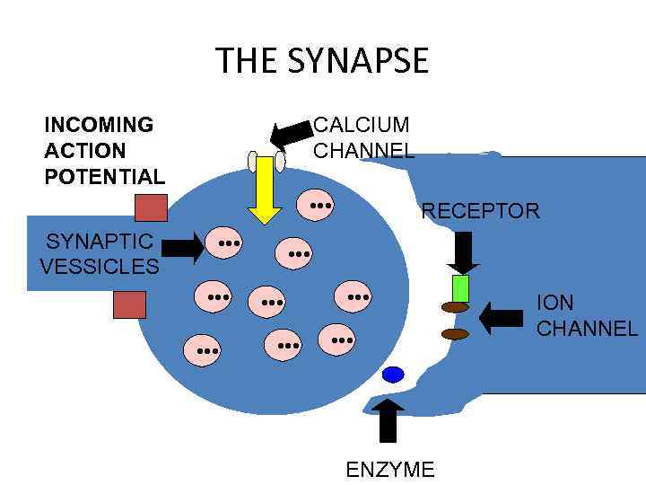 THE SYNAPSE INCOMING ACTION POTENTIAL CALCIUM CHANNEL • • • SYNAPTIC VESSICLES • •