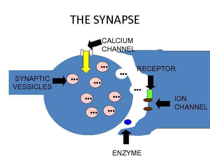 THE SYNAPSE CALCIUM CHANNEL • • • SYNAPTIC VESSICLES • • • • •