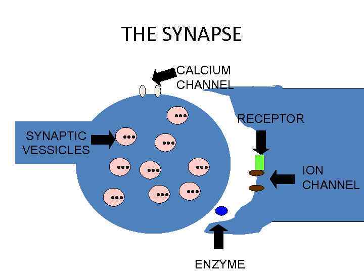 THE SYNAPSE CALCIUM CHANNEL • • • SYNAPTIC VESSICLES • • • RECEPTOR •