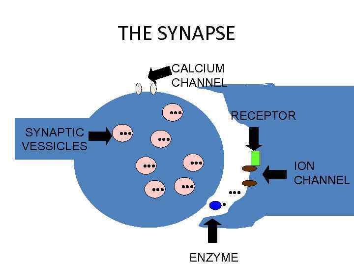 THE SYNAPSE CALCIUM CHANNEL • • • SYNAPTIC VESSICLES • • • RECEPTOR •