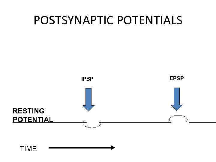 POSTSYNAPTIC POTENTIALS IPSP RESTING POTENTIAL TIME EPSP 