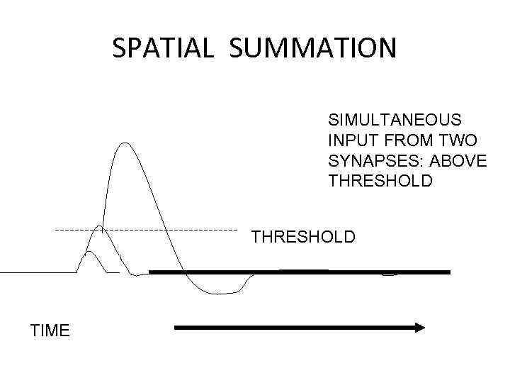 SPATIAL SUMMATION SIMULTANEOUS INPUT FROM TWO SYNAPSES: ABOVE THRESHOLD TIME 