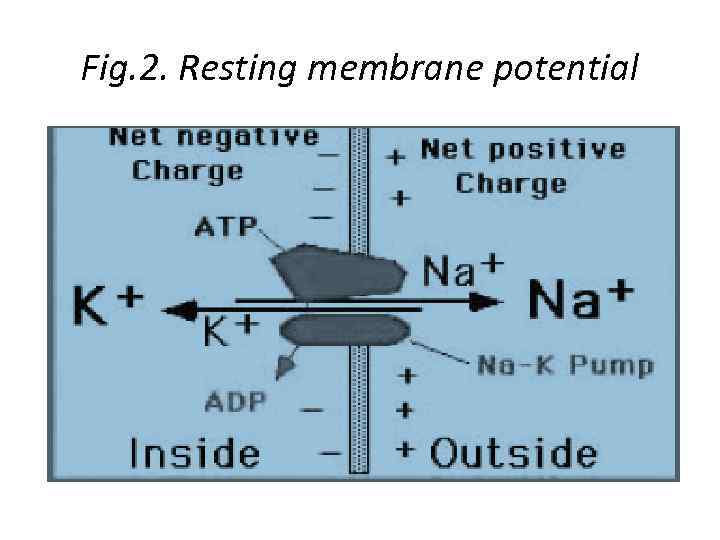 Fig. 2. Resting membrane potential 