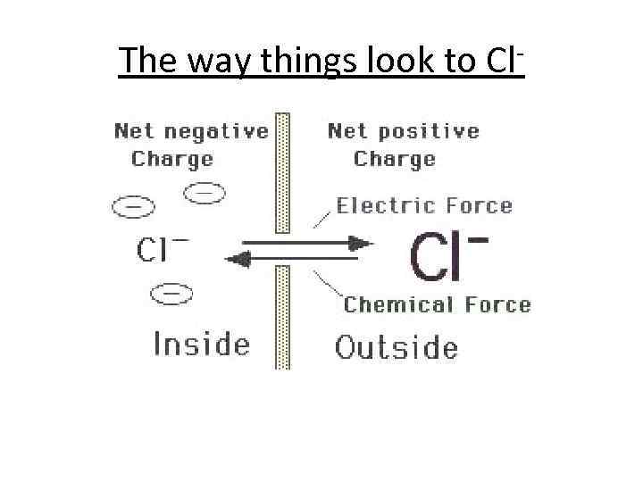 The way things look to Cl- 