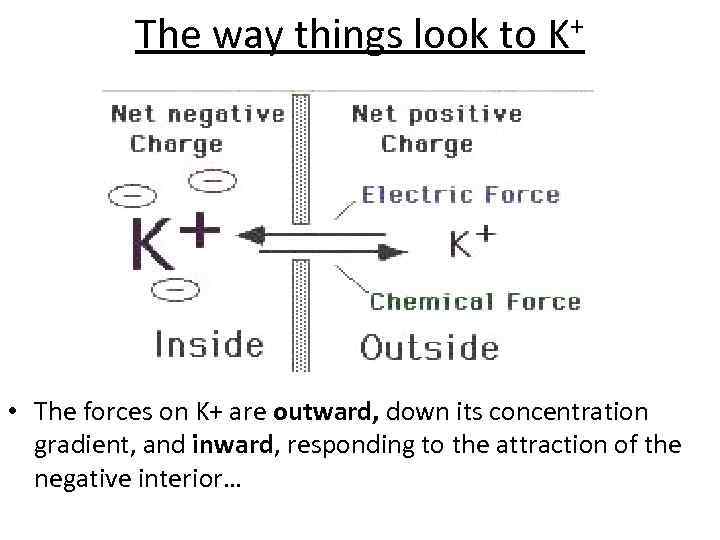 The way things look to K+ • The forces on K+ are outward, down