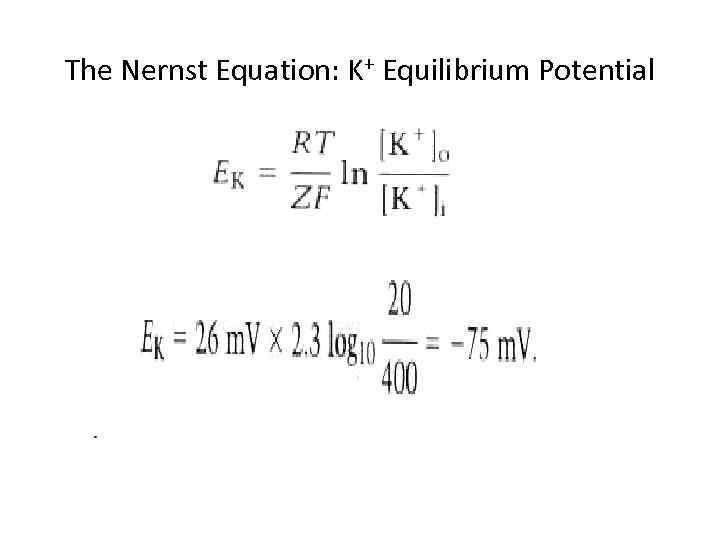 The Nernst Equation: K+ Equilibrium Potential 