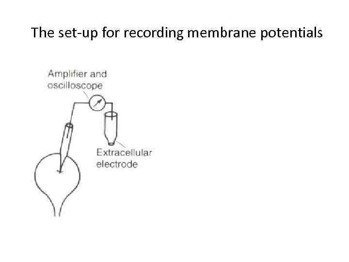 The set-up for recording membrane potentials 